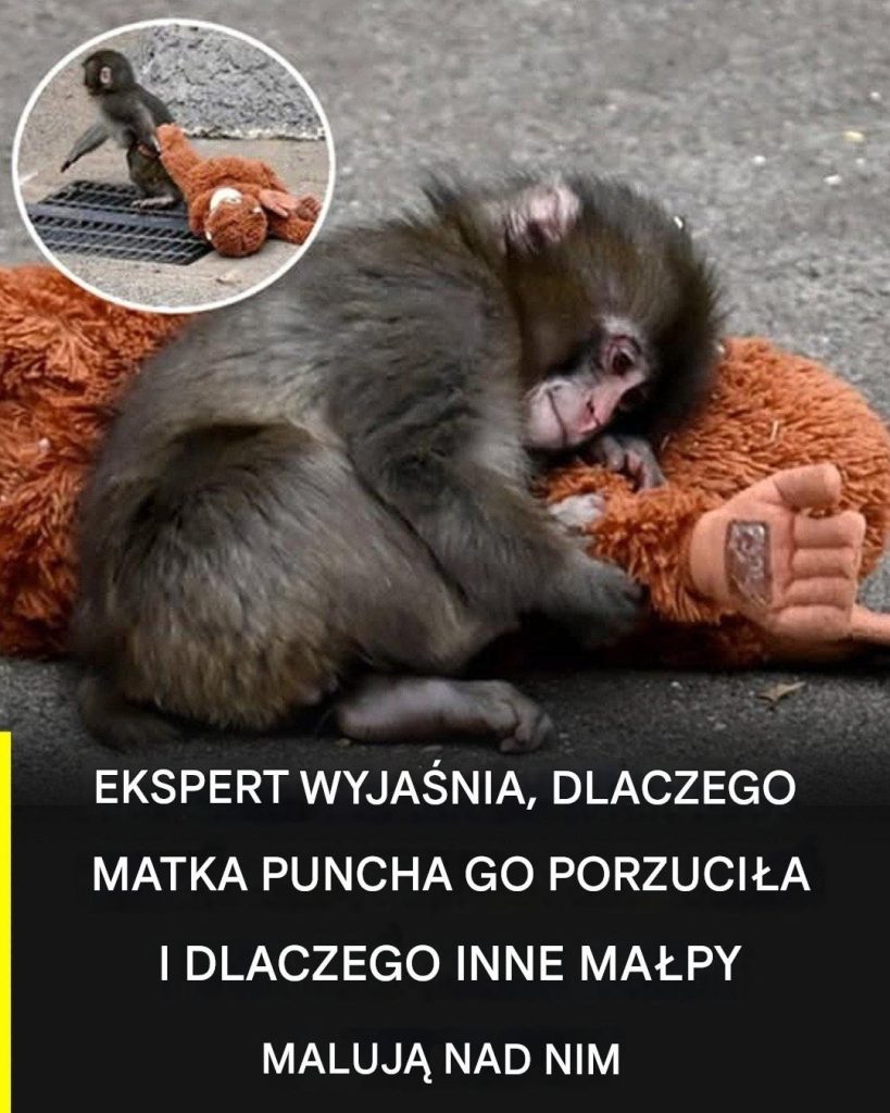 Historia_Puncha__wyja_niaj___dlaczego_zosta__odrzucony_przez_matk__i_jak_zaprzeczy__wobec_niego_inne_ma_py