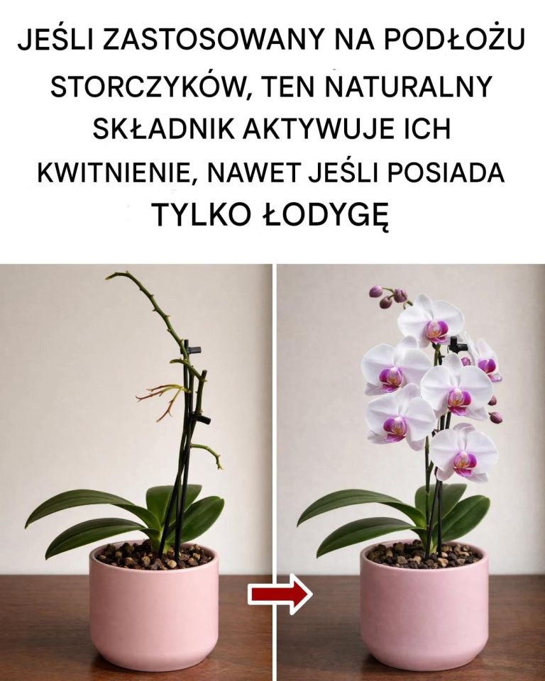 Jak_rozmna_a__storczyki__aby_nie_musie__ich_ju__kupowa_