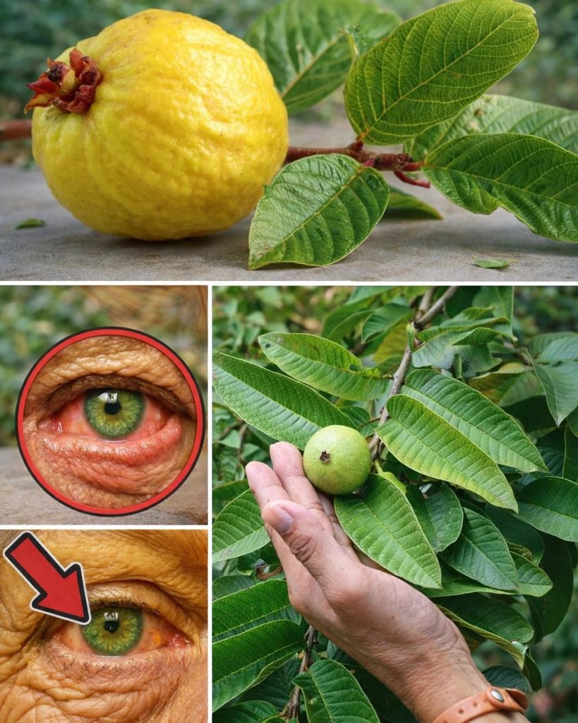 Jak_stosowa__guaw__w_leczeniu_problem_w_z_oczami___naturalne_sposoby_na_oczy Jak_stosowa__guaw__w_leczeniu_problem_w_z_oczami___naturalne_sposoby_na_oczy