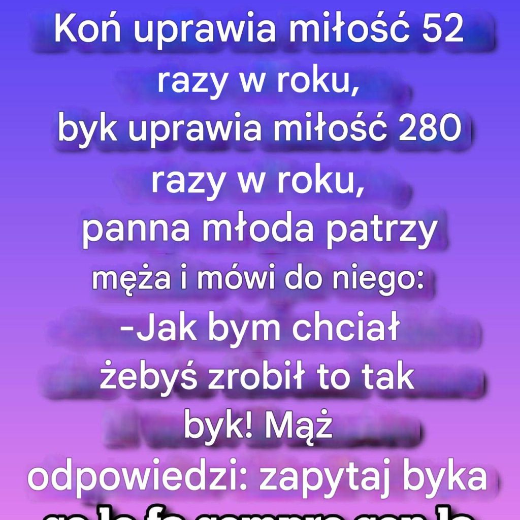 Ko__robi_to_52_razy_w_roku__byk_280__a_m_j_m____8230____1___2_