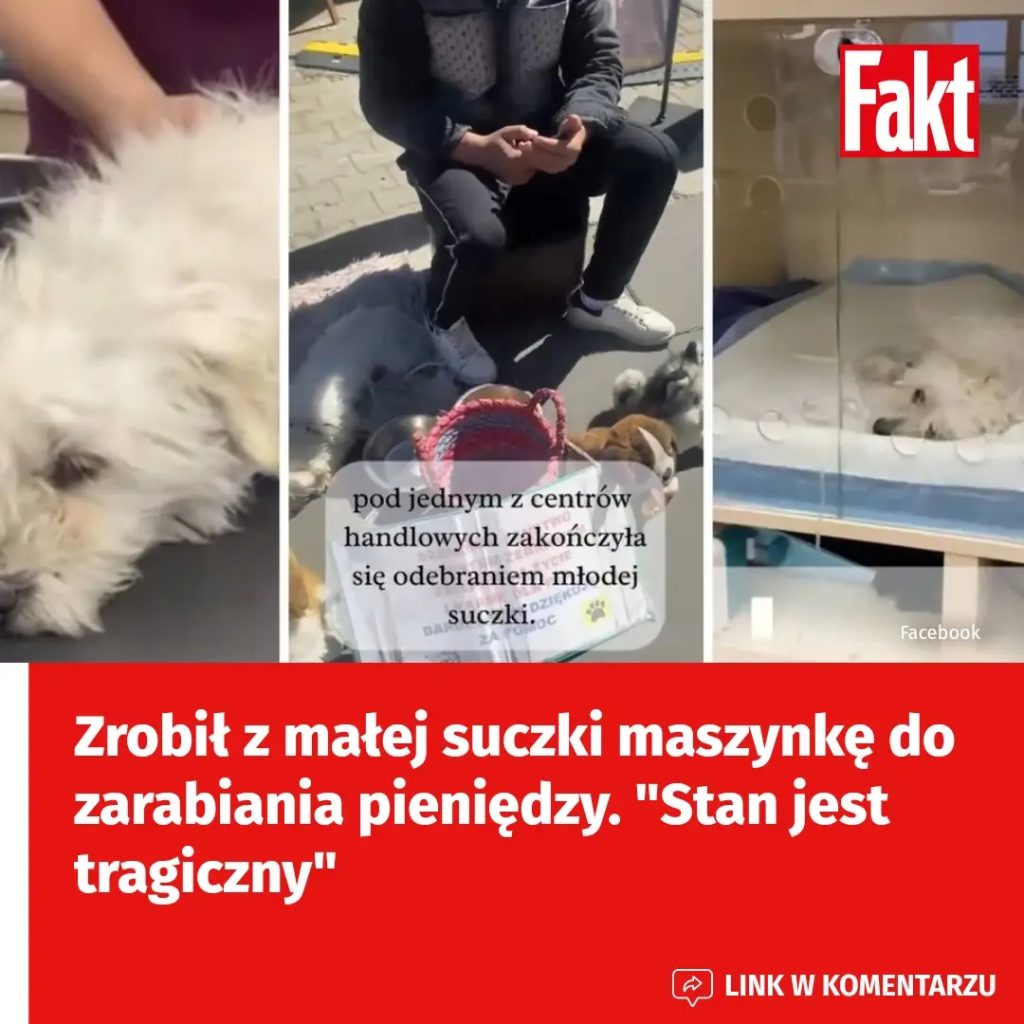 Wroc_aw__Suczka_odebrana_spod_galerii_handlowej__Trwa_walka_o_jej__ycie Wroc_aw__Suczka_odebrana_spod_galerii_handlowej__Trwa_walka_o_jej__ycie