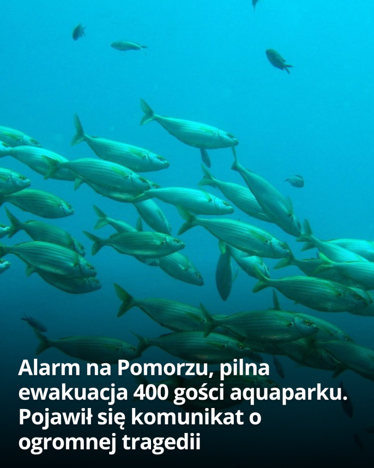 articleops-1785341872573